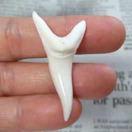 【表示現品】サメの歯 アオザメの歯　4.6cm - mk0247