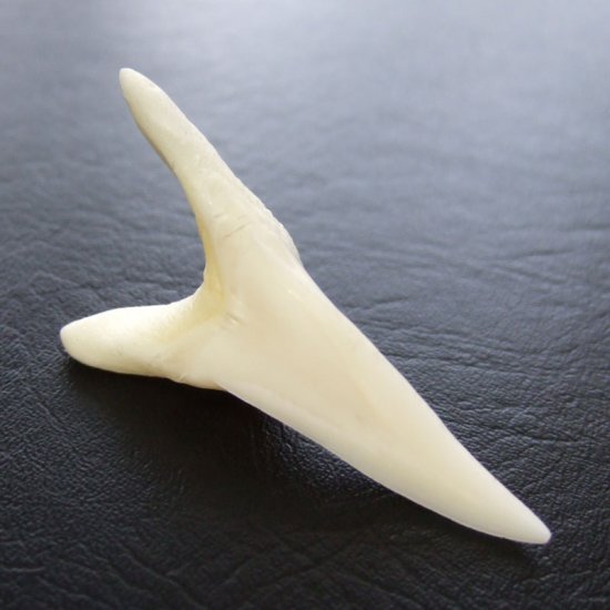 【表示現品】サメの歯 アオザメの歯　4.6cm - mk0247