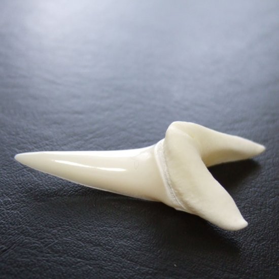 【表示現品】サメの歯 アオザメの歯　4.6cm - mk0247