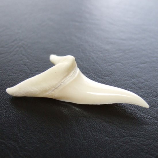 【表示現品】サメの歯 アオザメの歯　4.6cm - mk0247