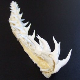 【レア物-現品】サメの歯 アオザメのあご　 (ハーフ) - mk0295