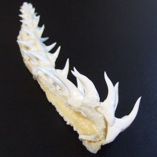 レア物-現品】サメの歯 アオザメのあご (ハーフ) - mk0295 [mk0295