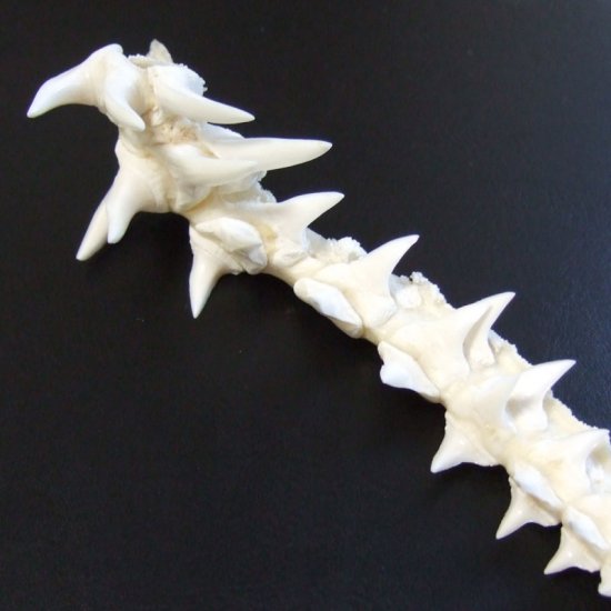 【レア物-現品】サメの歯 アオザメのあご　 (ハーフ) - mk0295