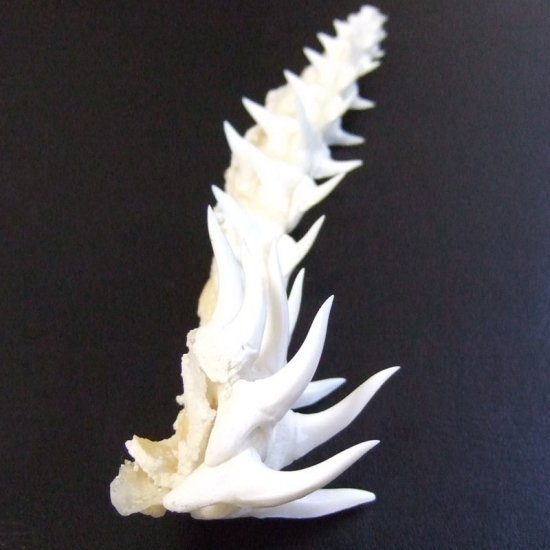 【レア物-現品】サメの歯 アオザメのあご　 (ハーフ) - mk0295