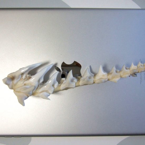 【レア物-現品】サメの歯 アオザメのあご　 (ハーフ) - mk0295