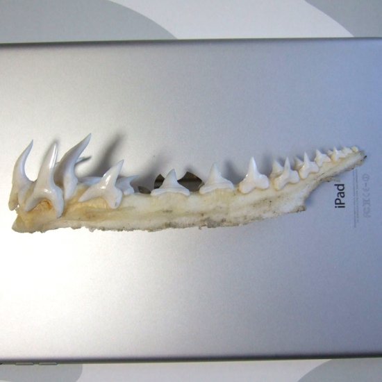 【レア物-現品】サメの歯 アオザメのあご　 (ハーフ) - mk0295