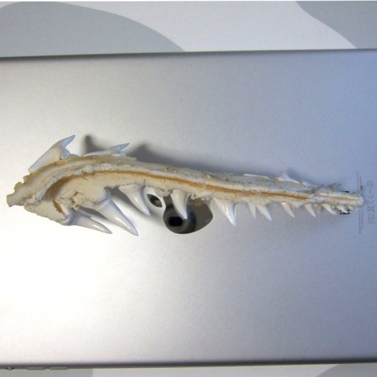 【レア物-現品】サメの歯 アオザメのあご　 (ハーフ) - mk0295