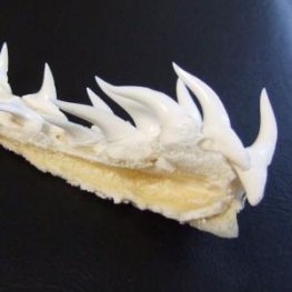 【レア物-現品】サメの歯 アオザメのあご　 (ハーフ) - mk0295