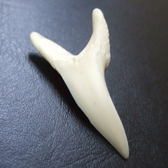 【現物レアもの】大サイズ アオザメの歯（約4.8cm） - mk0303
