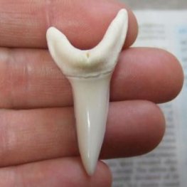 【現物レアもの】大サイズ アオザメの歯（約4.8cm） - mk0303