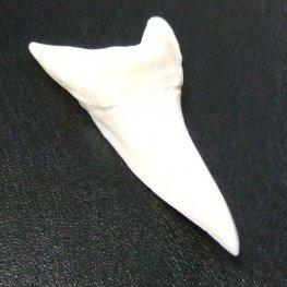 【現物レアもの】大サイズ アオザメの歯（約4.8cm） - mk0304