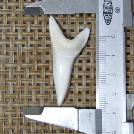 【現物レアもの】大サイズ アオザメの歯（約4.8cm） - mk0304