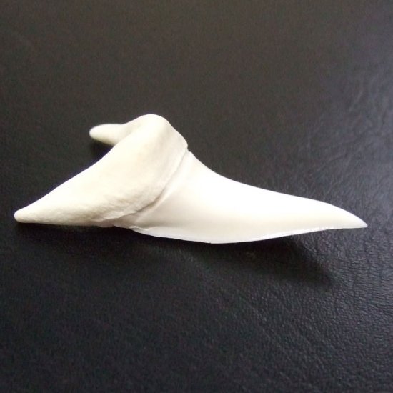【現物レアもの】大サイズ アオザメの歯（約4.8cm） - mk0304