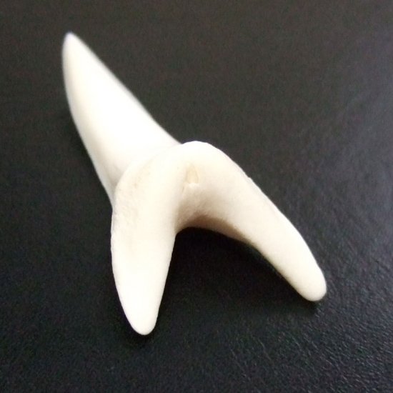 【現物レアもの】大サイズ アオザメの歯（約4.8cm） - mk0304