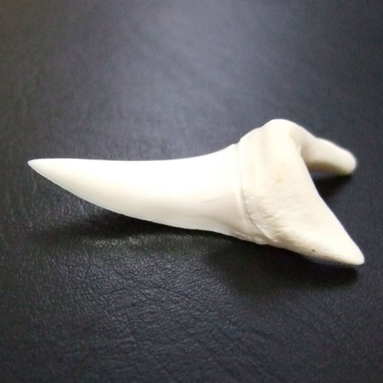 【現物レアもの】大サイズ アオザメの歯（約4.8cm） - mk0304