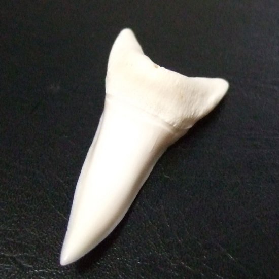 【現物レアもの】大サイズ アオザメの歯（約4.8cm） - mk0304