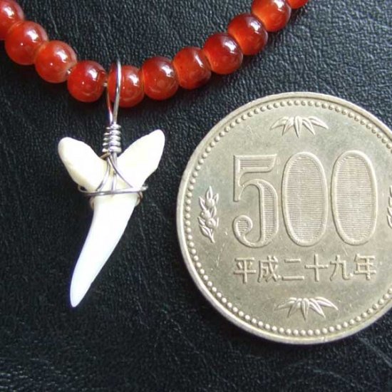 【表示現品】アオザメの歯　ビーズブレスレット - STB-13030