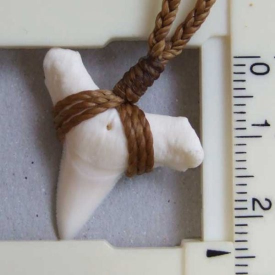 【表示現品】2.5.cm 大型オオメジロザメの歯ペンダント - STN-12056