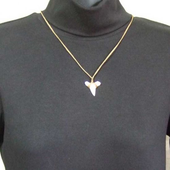 【表示現品】2.5.cm 大型オオメジロザメの歯ペンダント - STN-12056