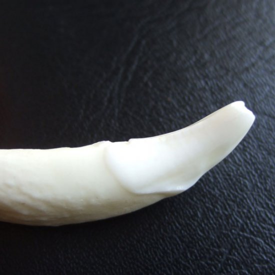 [訳あり現品] オオカミ柄ガラスメダル付狼牙ペンダント - WTN-15018